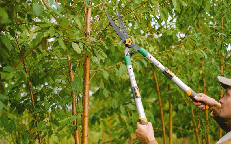 Tree trimming in Orchard Park, NY